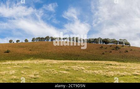 Panorama multiimage d'une colline bordée d'arbres sur les North Yorkshire Moors sous un ciel bleu. Banque D'Images