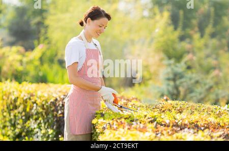 Femme jardinière s'occupant du jardin. Tailler et couper les plantes pour une haie lisse Banque D'Images