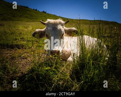 Détail de sympathique refroidissement de la vache quelque part dans les prairies dans le parc national Hohe Tauern près de la petite et belle ville Heiligenblut, Autriche, Europe. Banque D'Images