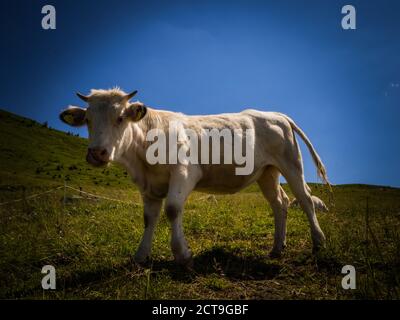 Détail de sympathique refroidissement de la vache quelque part dans les prairies dans le parc national Hohe Tauern près de la petite et belle ville Heiligenblut, Autriche, Europe. Banque D'Images