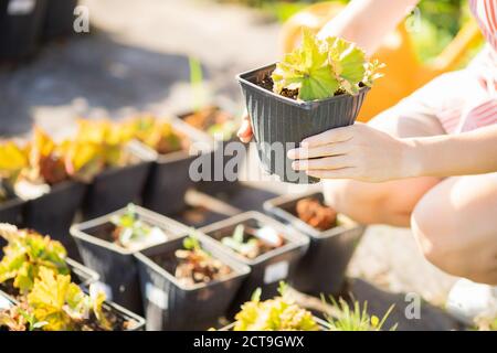 Services professionnels de paysagiste, femme jardinière fleurs dans le sol pour décorer le jardin. Usines concept shop Banque D'Images