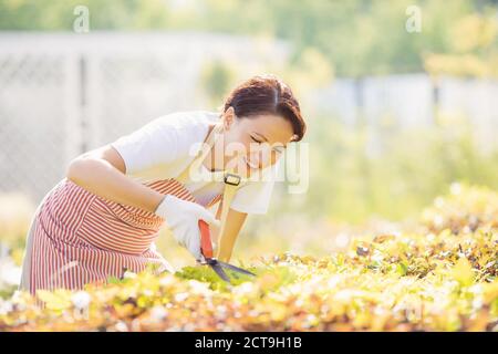 Travaillant dans le jardin, une femme jardinière tond les buissons avec un sécateur pour une haie lisse Banque D'Images