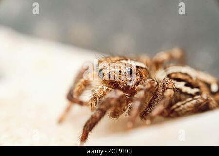 Araignée sauteuse plexippus pétersi Banque D'Images