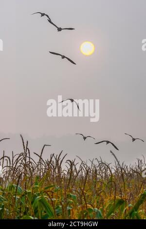 Rufford, Lancashire. Météo au Royaume-Uni ; 22 septembre 2020. 'Haze Over Maize' Hazy ensoleillé commence la journée dans la campagne du Lancashire alors que des troupeaux d'oies migrantes se dirigent vers les zones agricoles pour se nourrir à l'aube. Le maïs ou le fourrage vert du maïs, en particulier lorsqu'il contient des tiges, des feuilles et des oreilles, est un aliment riche en énergie pour le bétail de ruminants. Crédit; MediaWorldImages/AlamyLiveNews Banque D'Images