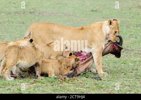 Afrique, Kenya, Lion et oursons mangeant tsessebe commun à Masai Mara National Reserve Banque D'Images