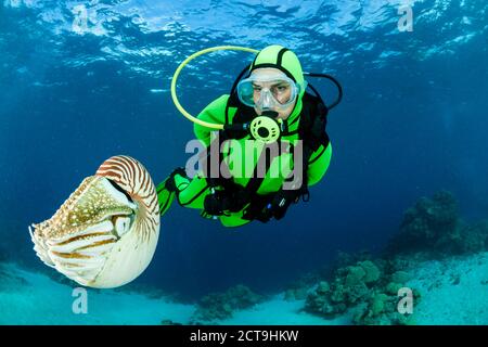 Océanie, Palaos, plongeur regardant Nautilus Nautilus, Palau, belauensis dans l'Océan Pacifique Banque D'Images