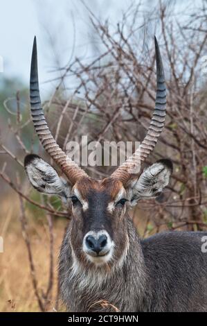 Afrique, Kenya, Masai Mara National Reserve, Kobus ellipsiprymnus, waterbuck, Portrait Banque D'Images