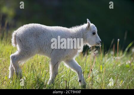 Canada, Alberta, montagnes Rocheuses, parc national Jasper, parc national Banff, jeune chèvre de montagne (Oreamnos americanus) en mouvement Banque D'Images