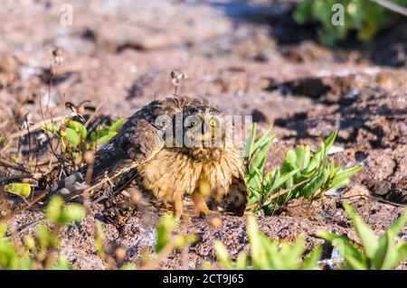 L'Equateur, Galapagos, Genovesa, Galapagos, hibou des marais Asio flammeus galapagoensis Banque D'Images