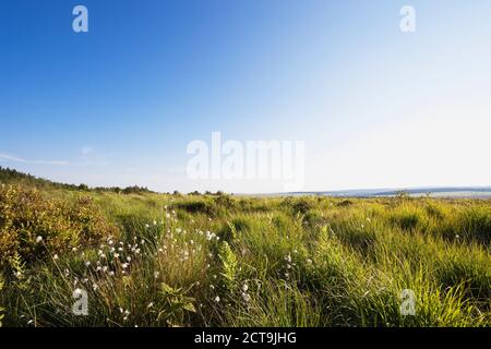 Belgique, Wallonie, Hautes Fagnes - Eifel Nature Park, hill moor Banque D'Images