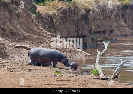 Afrique, Kenya, Masai Mara National Reserve, d'hippopotame ou de l'Hippopotame (Hippopotamus amphibius) avec les jeunes nouveau-né à Mara River Banque D'Images