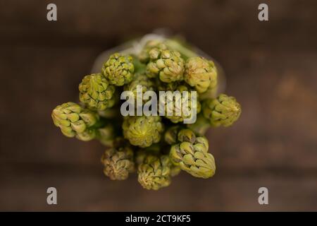 Asperges vertes, d'asperge, close-up Banque D'Images