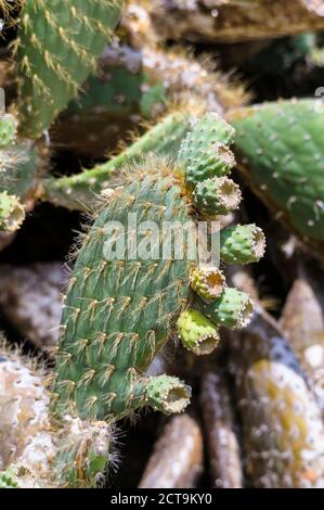 L'Equateur, Galapagos, Genovesa, Close up of cactus Banque D'Images