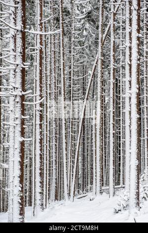 L'Autriche, l'état de Salzbourg, Altenmarkt-Zauchensee, neige-couvertes de forêts de conifères Banque D'Images