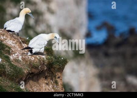 Gantet du nord surplombant le bord de la falaise à Bempton Cliffs dans le Yorkshire. Banque D'Images