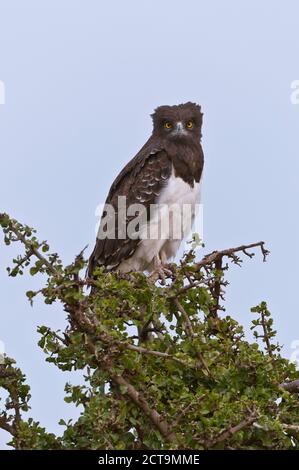 Afrique, Kenya, Masai Mara National Reserve, Aigle Martial (Polemaetus bellicosus) assis sur un arbre Banque D'Images