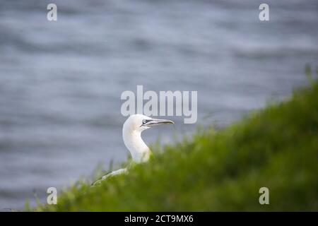 Gantet du Nord derrière l'herbe sur le sommet de la falaise à Bempton dans le Yorkshire. Banque D'Images