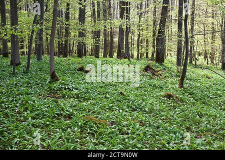 L'Allemagne, en Rhénanie du Nord-Westphalie, Eifel, Ramsons (Allium ursinum) en forêt de hêtres (Fagus) Banque D'Images