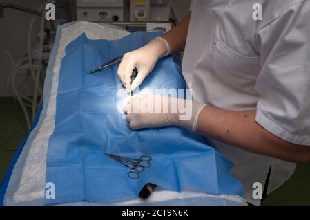 Vet faire l'opération pour la stérilisation. Le chat sur la table d'opération dans une clinique vétérinaire. Chat dans un cabinet vétérinaire , l'utérus et des ovaires Banque D'Images