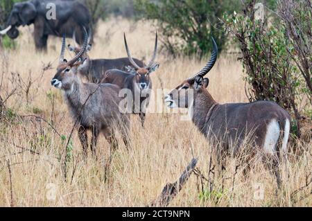 Afrique, Kenya, Masai Mara National Reserve, Groupe de Kobus ellipsiprymnus, waterbucks Banque D'Images