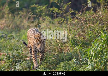 South America, Brasilia, Mato Grosso do Sul, Pantanal, Jaguar, Panthera onca Banque D'Images