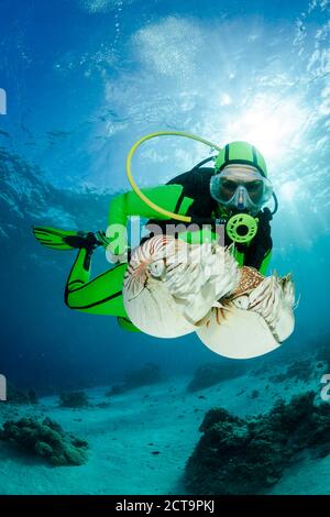 Océanie, Palaos, plongeur regardant Palau nautilusses belauensis, Nautilus, dans l'Océan Pacifique Banque D'Images