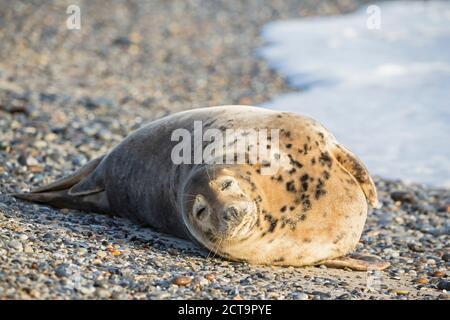 Allemagne, Helgoland, Duene Island, le phoque gris (Halichoerus grypus) lying at beach Banque D'Images