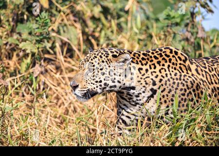 South America, Brasilia, Mato Grosso do Sul, Pantanal, Jaguar, Panthera onca Banque D'Images