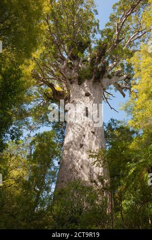 Nouvelle Zélande, île du Nord, Northland, Waipoua Forest, Tane Mahuta, arbre kauri géant (Agathis australis) Banque D'Images