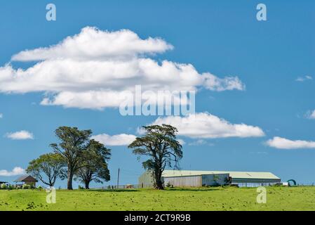 L'Australie, Nouvelle Galles du Sud, Dorrigo, vue de ferme Banque D'Images