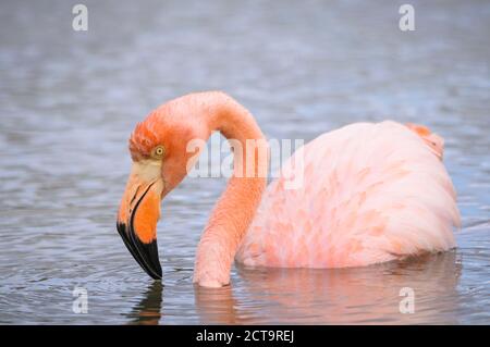 Océanie, îles Galapagos, Santa Cruz, American Flamingo, Phoenicopterus ruber Banque D'Images