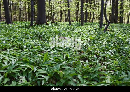 L'Allemagne, en Rhénanie du Nord-Westphalie, Eifel, Ramsons (Allium ursinum) en forêt de hêtres (Fagus) Banque D'Images