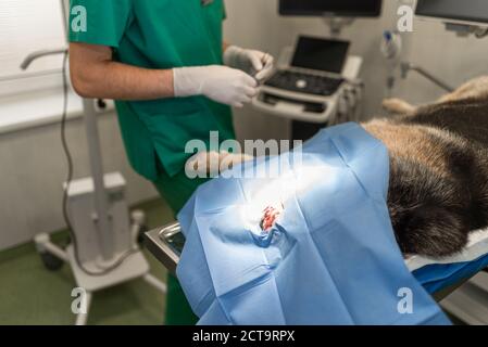 Chien à l'hôpital vétérinaire. Au cours de la chirurgie vétérinaire Banque D'Images
