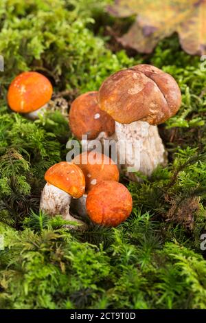 Bouleau Orange bolet (rouge) et le Leccinum versipelle-capped scaber vitre (leucopodium le Leccinum) à moss, studio shot Banque D'Images