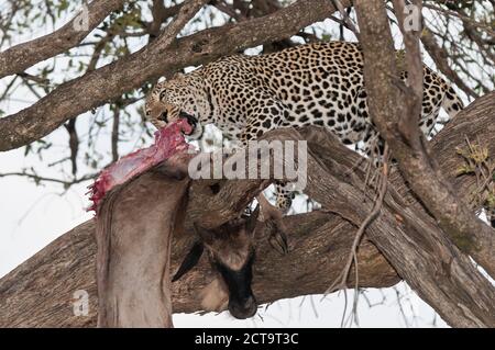 Afrique, Kenya, Leopard bleu alimentation des gnous sur arbre à Masai Mara National Reserve Banque D'Images