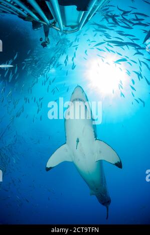 Le Mexique, Guadalupe, Océan Pacifique, plongée sous marine en photographiant shark cage grand requin blanc (Carcharodon carcharias Banque D'Images