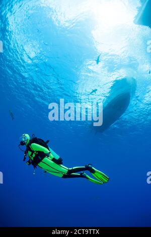 Micronésie, Yap, femme plongeur et les requins gris de récif, Carcharhinus amblyrhynchos, sous un voile Banque D'Images