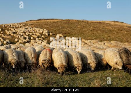 La Roumanie, la Transylvanie, Salaj County, troupeau de moutons, Ovis orientalis bélier, le pâturage sur willow Banque D'Images