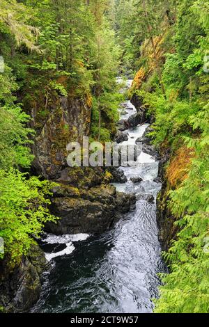 Canada, Colombie-Britannique, Vancouver Island, parc provincial Englishman River Falls Banque D'Images