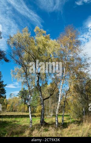 Allemagne, Baden Wuerttemberg, Villingen-Schwenningen, le birches à Schwenninger Moos Nature Reserve Banque D'Images