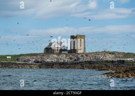 Grande-bretagne, en Angleterre, Northumberland, Iles Farne, les macareux et les guillemots marmettes Banque D'Images