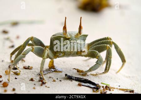 Seychelles, La Digue, le crabe fantôme Cornu, Ocypode ceratophthalma Banque D'Images