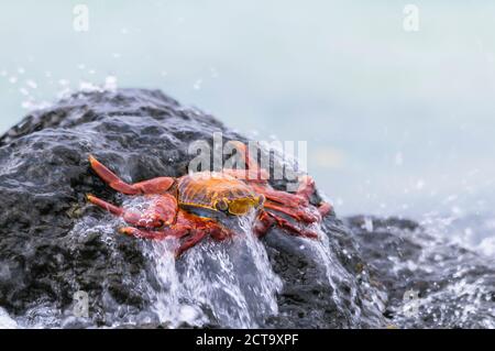 Océanie, îles Galapagos, Santa Cruz, red rock, crabe Grapsus grapsus, assis sur un rocher dans le surf Banque D'Images