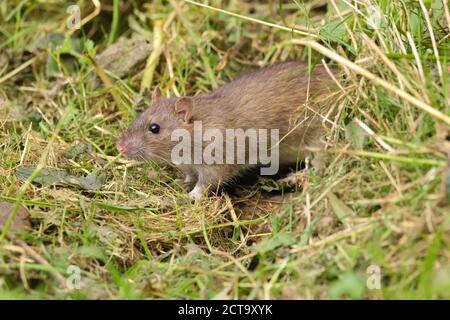 Rat brun, Rattus norvegicus, s'enfile hors d'une haie Banque D'Images