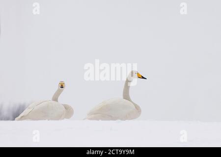 Allemagne, Schleswig-Holstein, cygnes chanteurs, Cygnus cygnus, assis sur la neige Banque D'Images