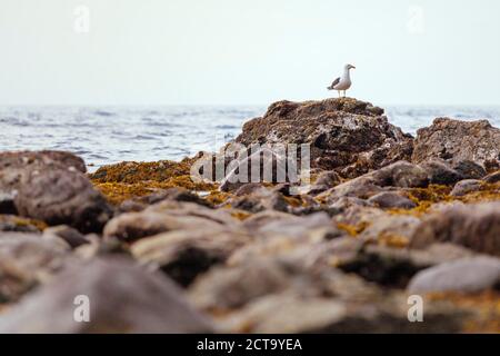 Nouvelle-zélande, Wellington, Kapiti, Makara Beach, Seagull, Laridae, on rock Banque D'Images