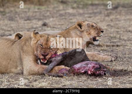 Afrique, Kenya, Réserve nationale de Maasai Mara, Lions, Panthera leo, femmes, mangeant un Blue Wildebeest Banque D'Images