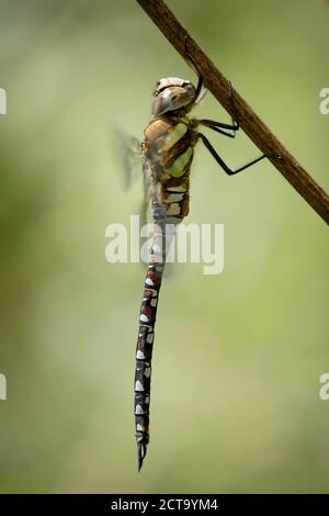 L'Angleterre, Migrant hawker Aeshna mixta, close-up Banque D'Images