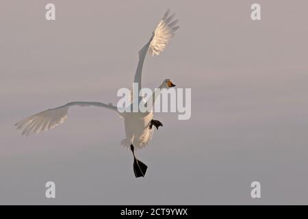 Allemagne, Schleswig-Holstein, cygne chanteur Cygnus cygnus, vol, Banque D'Images