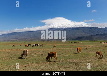 La Turquie, l'Anatolie orientale, de l'Agroalimentaire Province, Le Mont Ararat, Cows on meadow Banque D'Images